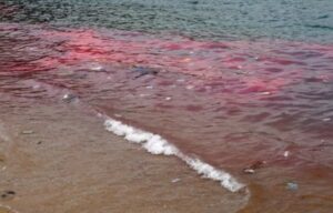  PE: maré vermelha atinge Praia de Boa Viagem e assusta banhistas